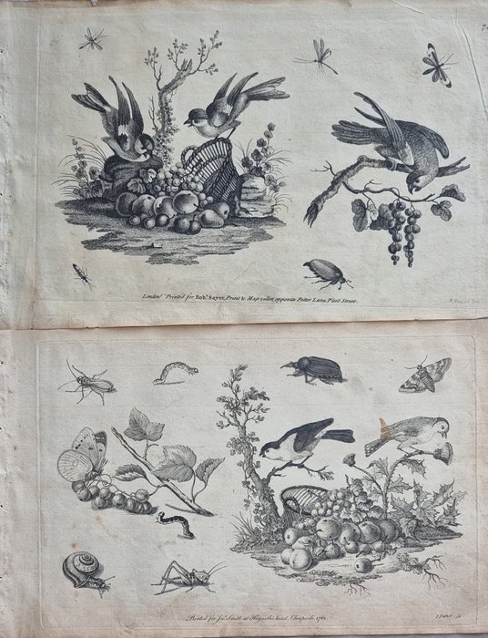 August Johann Rösel von Rosenhof / Robert Sayer - Lot of 2 plates "Composizione fiori, frutta e animali" from "A Collection of Curious Insects" - 1750