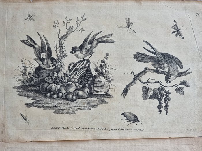 August Johann Rösel von Rosenhof / Robert Sayer - Lot of 2 plates "Composizione fiori, frutta e animali" from "A Collection of Curious Insects" - 1750