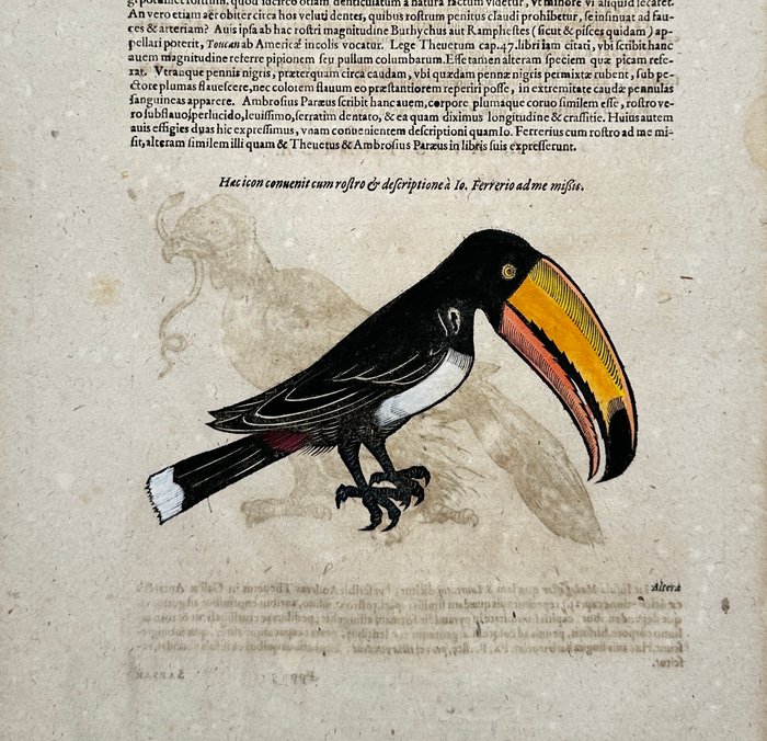 Conrad Gesner (1516-1565) - Hand-coloured Woodcut - Historia animalium - Toucan Bird