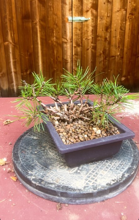 Fyrretræs bonsai (Pinus) - Højde (Træ): 17 cm - Dybde (Træ): 15 cm - Italien - Bonsai af sort fyrretræ