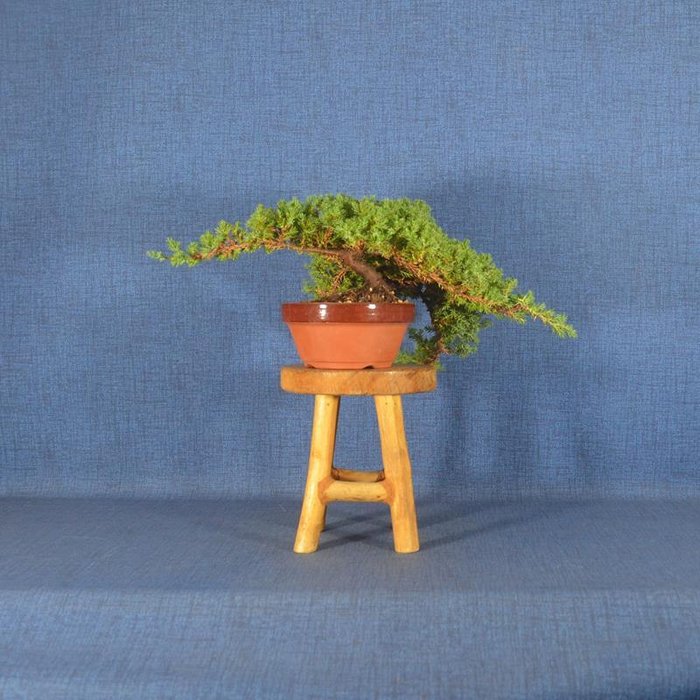 Enebærtræs bonsai (Juniperus) - Højde (Træ): 11 cm - Dybde (Træ): 40 cm - Spanien