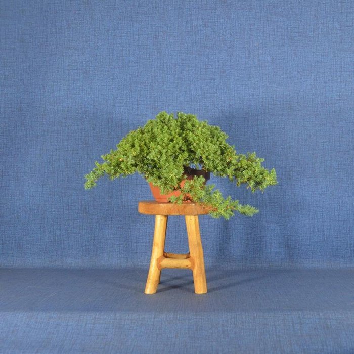 Enebærtræs bonsai (Juniperus) - Højde (Træ): 11 cm - Dybde (Træ): 40 cm - Spanien