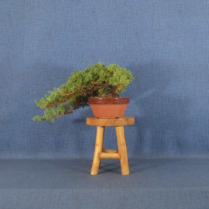 Enebærtræs bonsai (Juniperus) - Højde (Træ): 11 cm - Dybde (Træ): 40 cm - Spanien