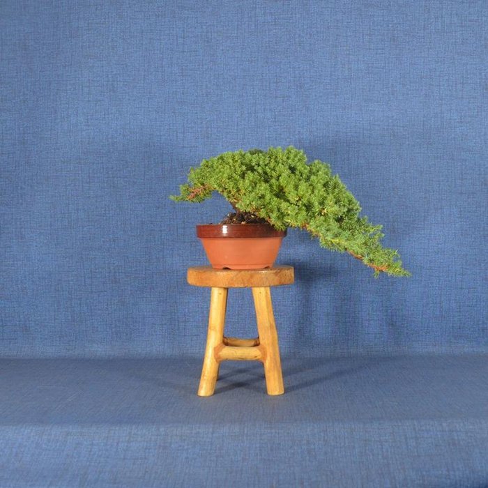 Enebærtræs bonsai (Juniperus) - Højde (Træ): 11 cm - Dybde (Træ): 40 cm - Spanien