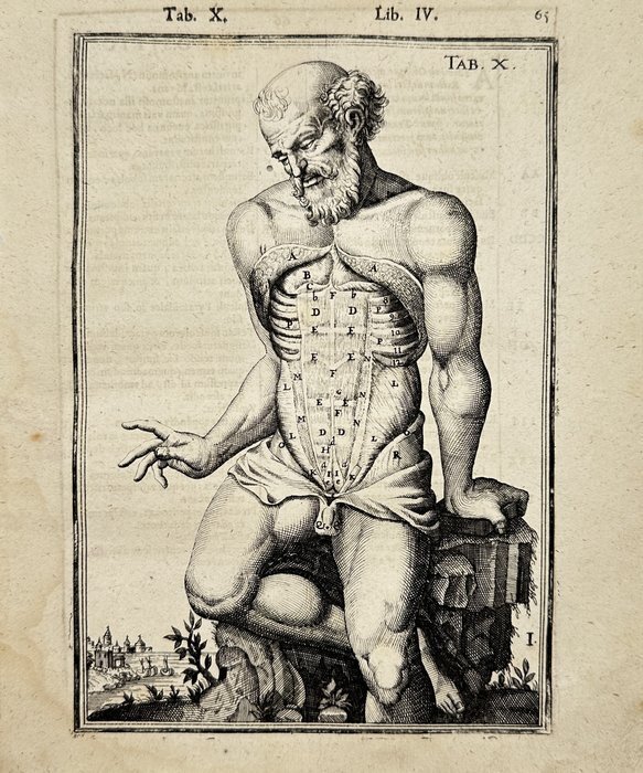 Adriaan van den Spiegel (XVII)  Giulio Casseri - Tabulae anatomicae LXXIXX - Male ecorche abdomen exposed