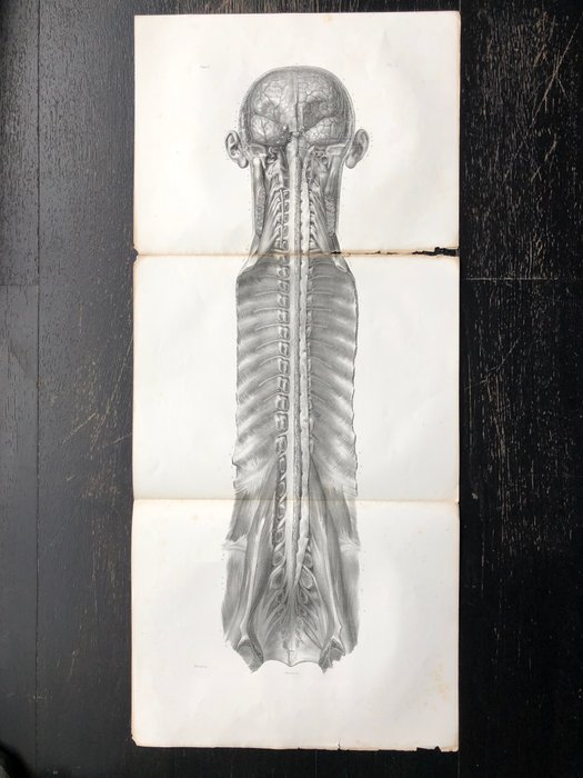 Undervisningsmaterialer - Nicolas-Henri Jacob  Jean Baptiste Marc Bourgery - traité d'anatomie de l'homme 1881 - Papir - 1850-1900 - Tredobbelt gravering