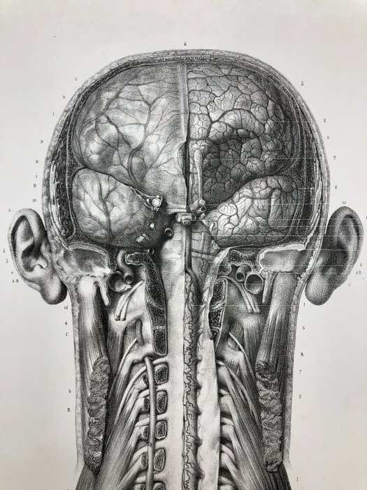 Undervisningsmaterialer - Nicolas-Henri Jacob  Jean Baptiste Marc Bourgery - traité d'anatomie de l'homme 1881 - Papir - 1850-1900 - Tredobbelt gravering