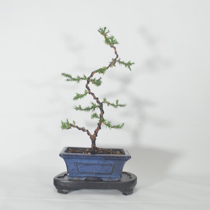 Enebærtræs bonsai (Juniperus) - Højde (Træ): 26 cm - Dybde (Træ): 15 cm - Spanien