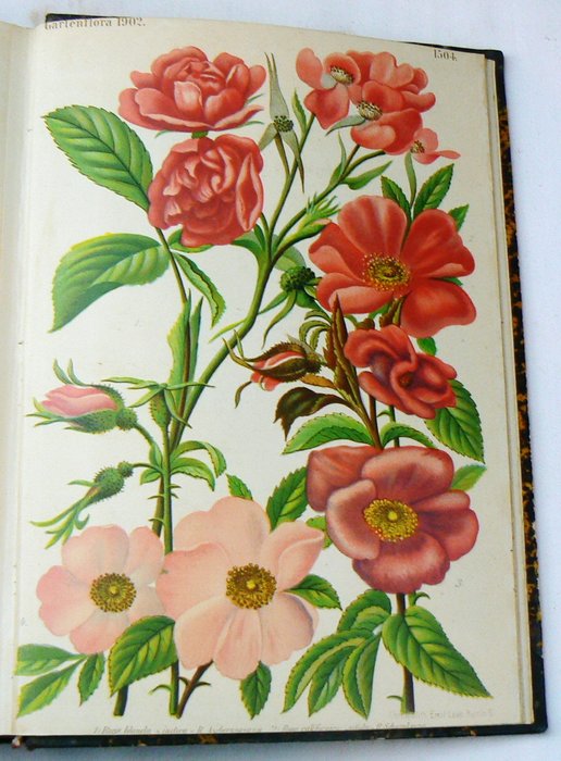 L. Wittmack - Gartenflora: Zeitschrift für Garten - und Blumenkunde - 1902