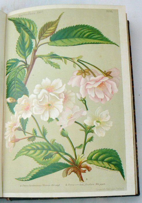 L. Wittmack - Gartenflora: Zeitschrift für Garten - und Blumenkunde - 1902