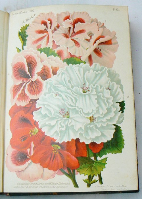 L. Wittmack - Gartenflora: Zeitschrift für Garten - und Blumenkunde - 1902