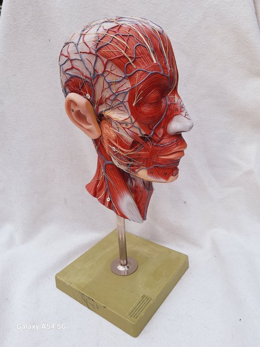 Anatomisk model - plast - 1950-1960 - Menneskeligt hoved