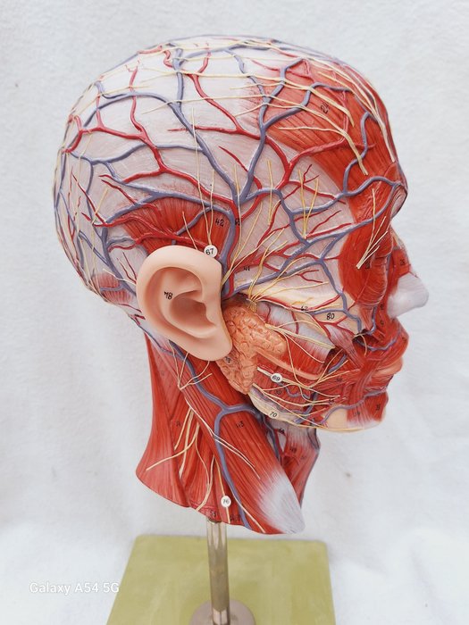 Anatomisk model - plast - 1950-1960 - Menneskeligt hoved