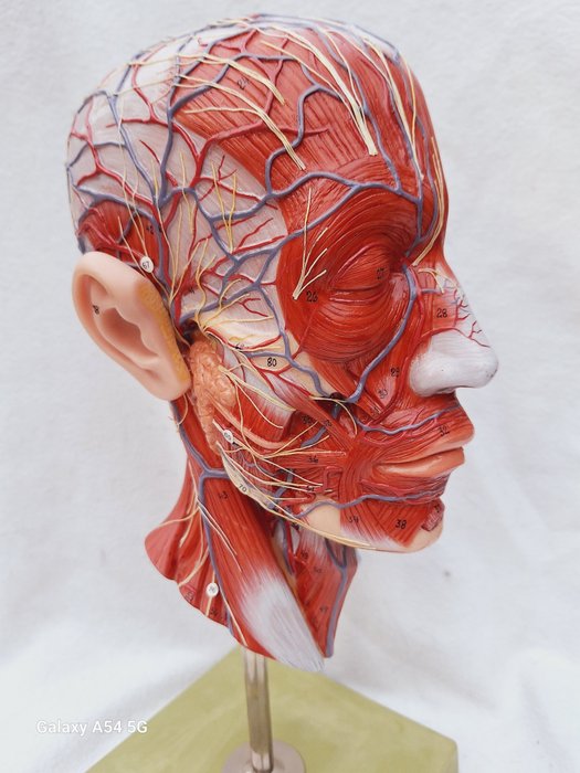 Anatomisk model - plast - 1950-1960 - Menneskeligt hoved