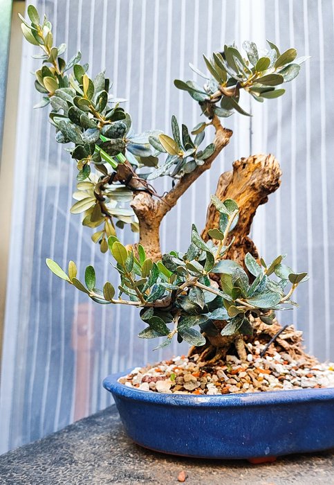 Europæisk Olea Bonsai - Højde (Træ): 20 cm - Dybde (Træ): 22 cm - Spanien