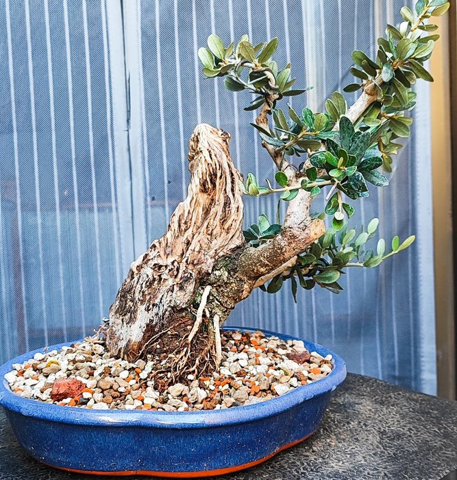 Europæisk Olea Bonsai - Højde (Træ): 20 cm - Dybde (Træ): 22 cm - Spanien