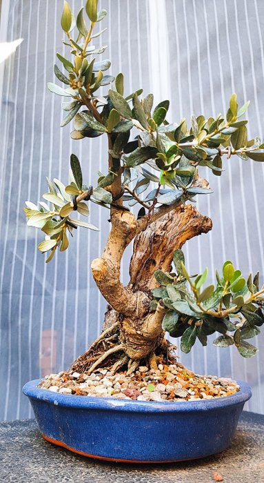 Europæisk Olea Bonsai - Højde (Træ): 20 cm - Dybde (Træ): 22 cm - Spanien