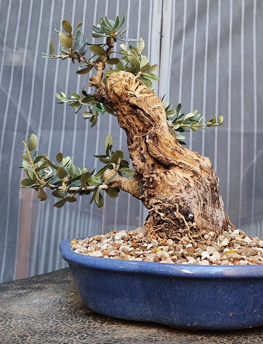 Europæisk Olea Bonsai - Højde (Træ): 20 cm - Dybde (Træ): 22 cm - Spanien