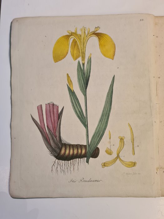 F DREVES F G HAYNE - Botanisches Bilderbuch für die Jugend - 1794-1801