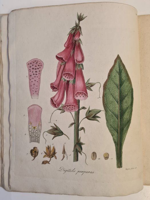 F DREVES F G HAYNE - Botanisches Bilderbuch für die Jugend - 1794-1801