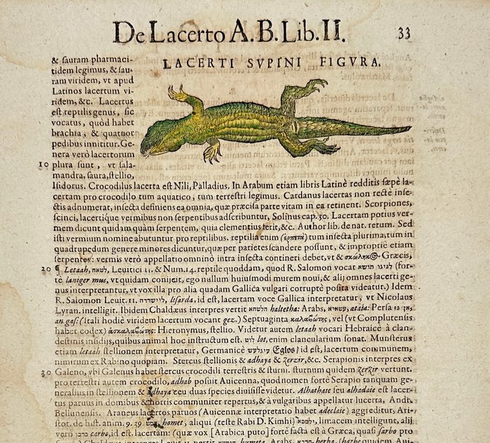 Conrad Gessner (1516-1565) - Hand-coloured Woodcut - Reclining lizard - Lacerta - 1617