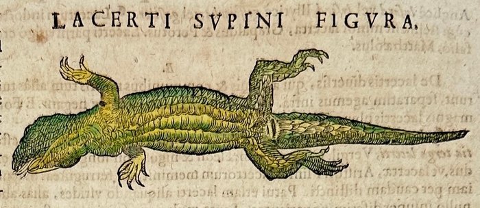 Conrad Gessner (1516-1565) - Hand-coloured Woodcut - Reclining lizard - Lacerta - 1617