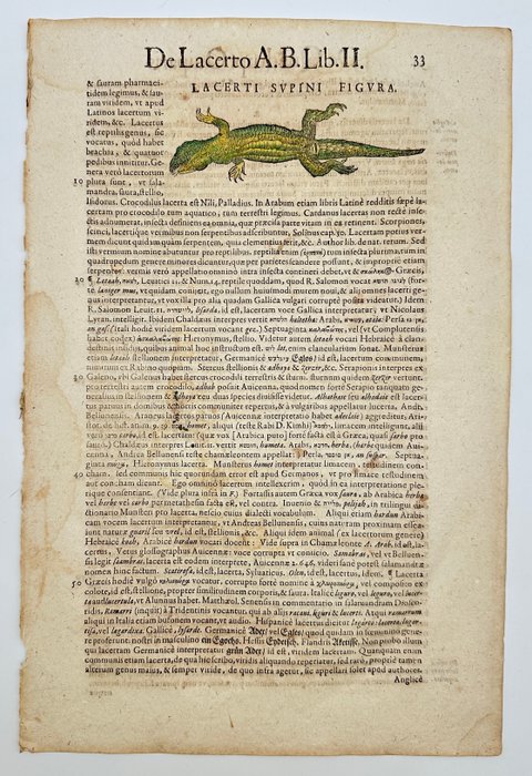 Conrad Gessner (1516-1565) - Hand-coloured Woodcut - Reclining lizard - Lacerta - 1617