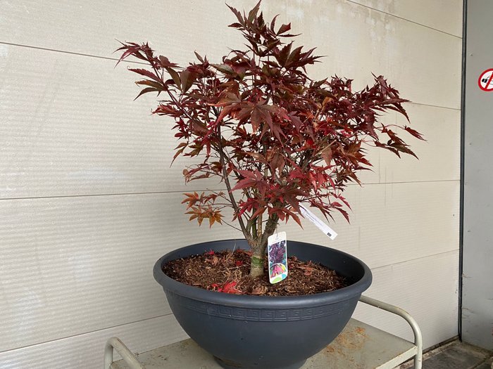 Japanese maple bonsai (Acer palmatum) - Højde (Træ): 68 cm - Dybde (Træ): 80 cm - Belgien - Fireglow