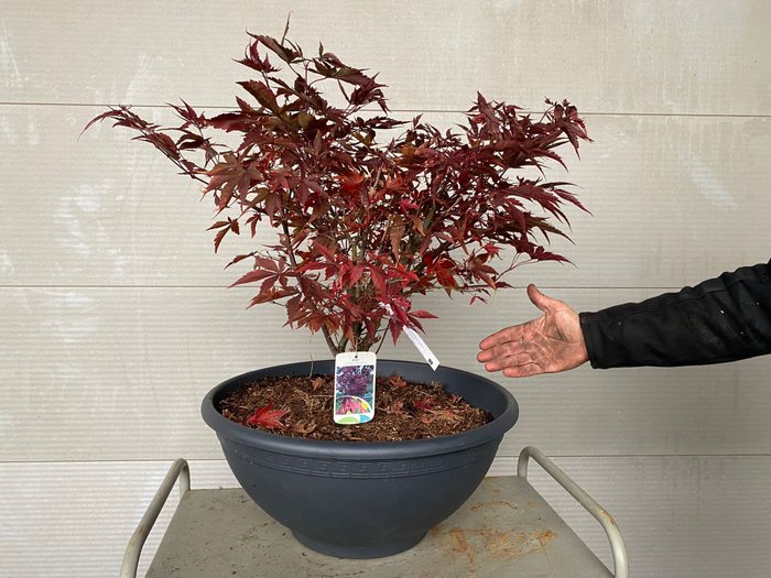 Japanese maple bonsai (Acer palmatum) - Højde (Træ): 68 cm - Dybde (Træ): 80 cm - Belgien - Fireglow