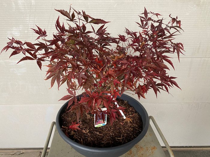 Japanese maple bonsai (Acer palmatum) - Højde (Træ): 68 cm - Dybde (Træ): 80 cm - Belgien - Fireglow