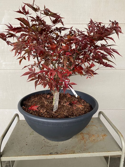 Japanese maple bonsai (Acer palmatum) - Højde (Træ): 68 cm - Dybde (Træ): 80 cm - Belgien - Fireglow