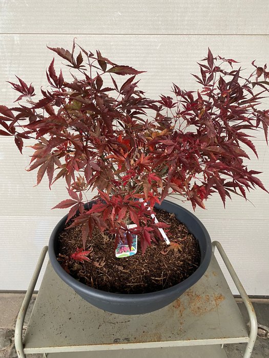 Japanese maple bonsai (Acer palmatum) - Højde (Træ): 68 cm - Dybde (Træ): 80 cm - Belgien - Fireglow