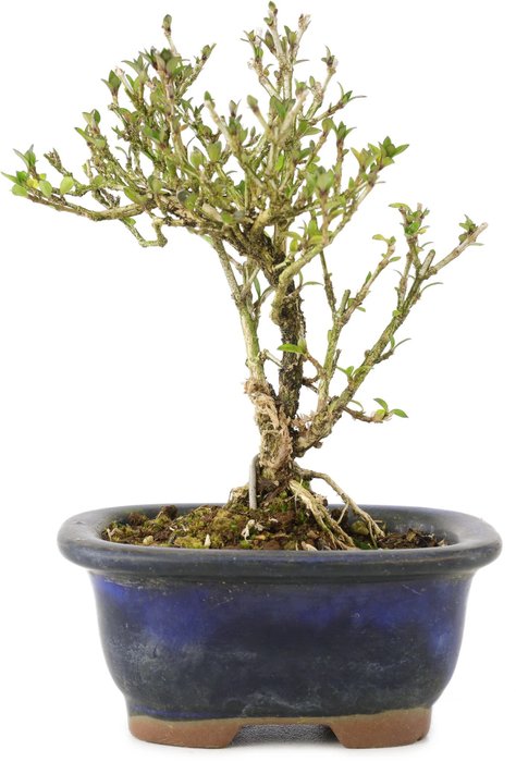 Snerose bonsai (Serissa foetida) - Højde (Træ): 110 mm - Dybde (Træ): 110 mm - Japan