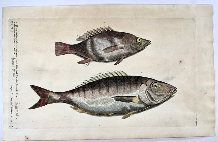 Paul van Somer (1577-1621) - Sea Perch, Snapper, fish, ichthyology, large folio copper engraving - 1686