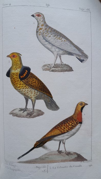 Buffon,Lacépède - Oeuvres complètes. Les animaux / Les oiseaux - 1825