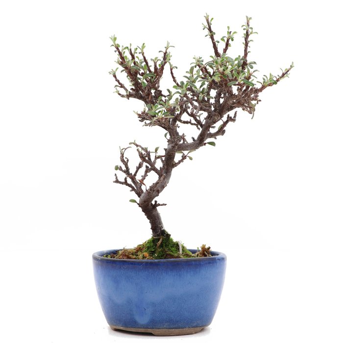 Cotoneaster bonsai - Højde (Træ): 185 mm - Dybde (Træ): 105 mm - Japan - med træ/plante pas