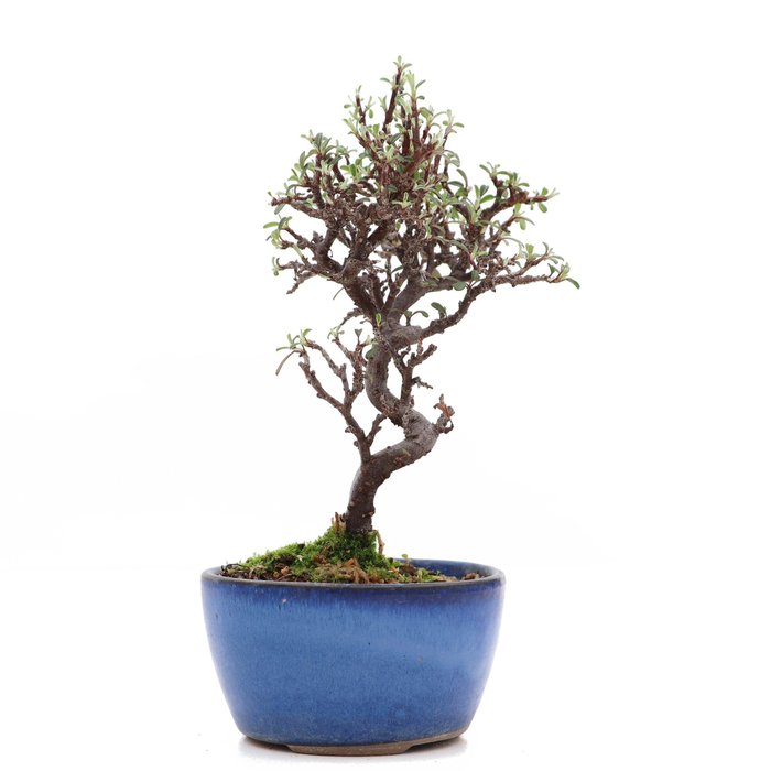 Cotoneaster bonsai - Højde (Træ): 185 mm - Dybde (Træ): 105 mm - Japan - med træ/plante pas