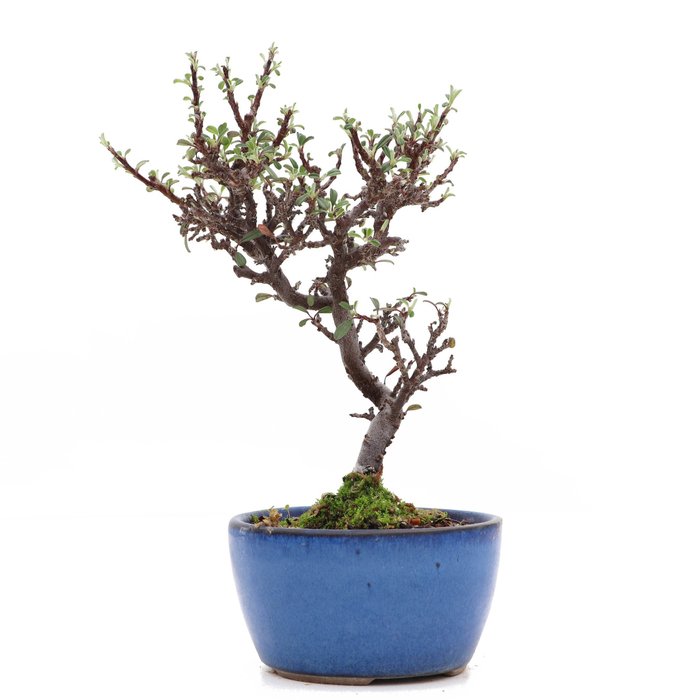 Cotoneaster bonsai - Højde (Træ): 185 mm - Dybde (Træ): 105 mm - Japan - med træ/plante pas