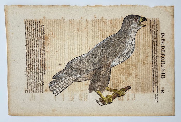 Conrad Gesner (1516-1565) - Hand-coloured Woodcut - Eurasian sparrowhawk - Accipiter nisus