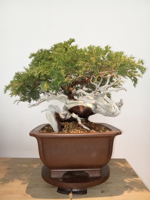 Enebærtræs bonsai (Juniperus) - Højde (Træ): 47 cm - Dybde (Træ): 75 cm - Spanien - Juniperus Sabina Rastrera