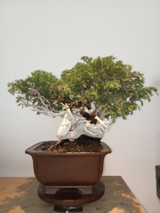 Enebærtræs bonsai (Juniperus) - Højde (Træ): 47 cm - Dybde (Træ): 75 cm - Spanien - Juniperus Sabina Rastrera