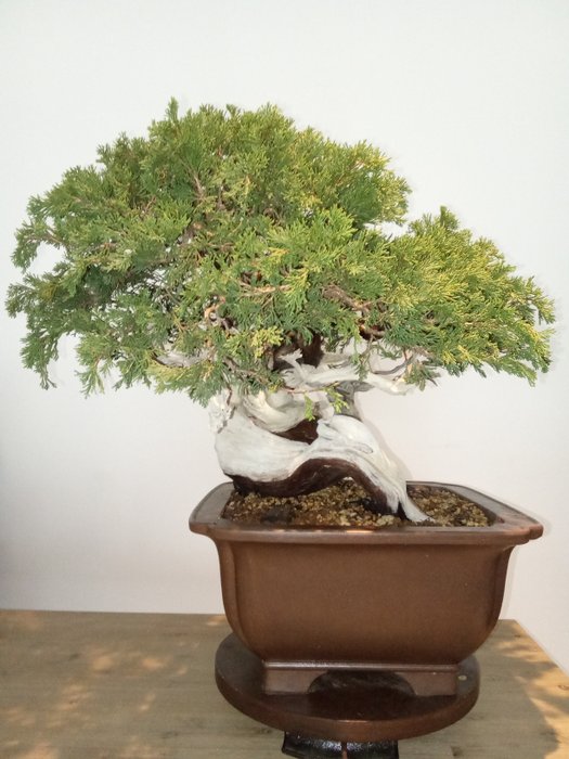 Enebærtræs bonsai (Juniperus) - Højde (Træ): 47 cm - Dybde (Træ): 75 cm - Spanien - Juniperus Sabina Rastrera