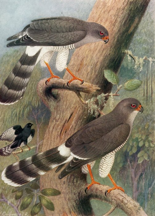 Henrik Grönvold - Henrik Grönvold: 24 chromolithographs from A Monograph of the Birds of Prey - 1924-1945