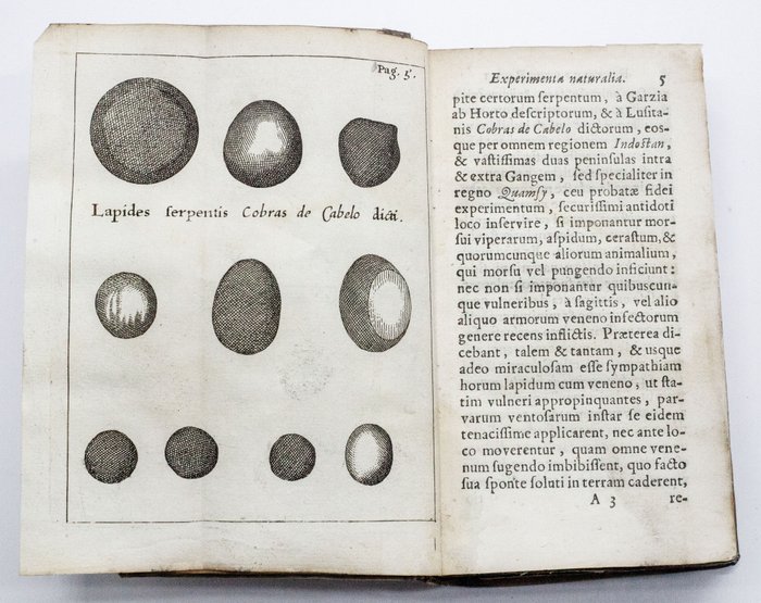 Redi / Lachmund - Experimenta Naturalia [bound w:] De Ave Diomedea - 1674-1675