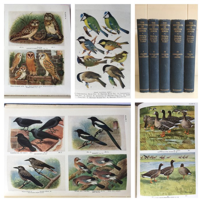 H F Witherby - The Handbook of British Birds (Volumes 1-5) - 1943