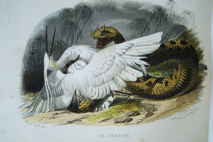 Cuvier - Histoire naturelle de Lacépède contenant les cétacées les quadrupèdes ovipares les serpents et les - 1839