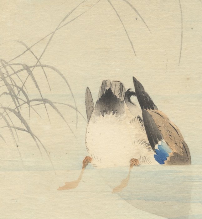 'Diving Mallard' - Koson Ohara (1877 – 1945) - Japan