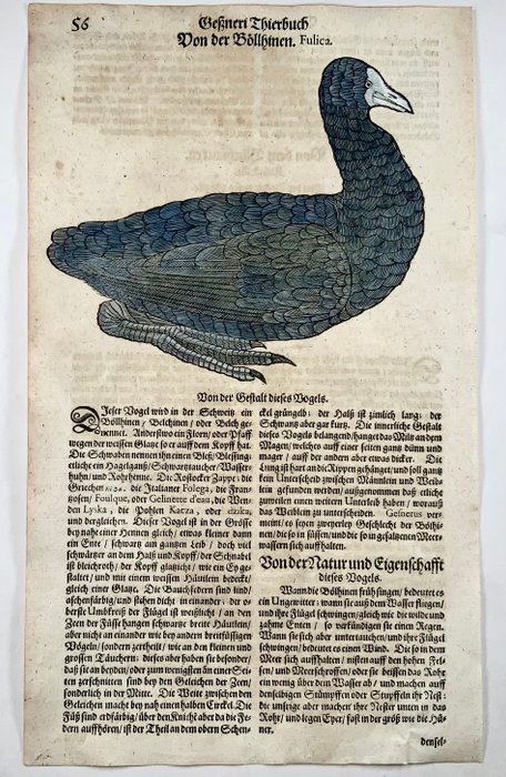 Conrad Gesner [1516-1565], Konrad Gessner - Coot, Finch, ornithology, folio with 2 large woodcuts - 1669