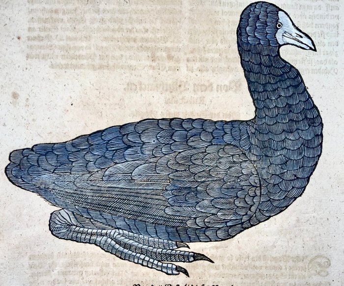 Conrad Gesner [1516-1565], Konrad Gessner - Coot, Finch, ornithology, folio with 2 large woodcuts - 1669