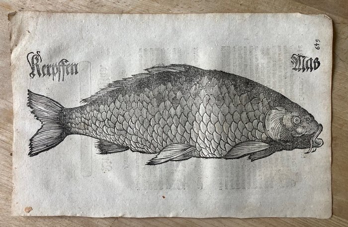 . - Fisch Masse: Karpfen (Kerpffen), Holzschnitt - 1616